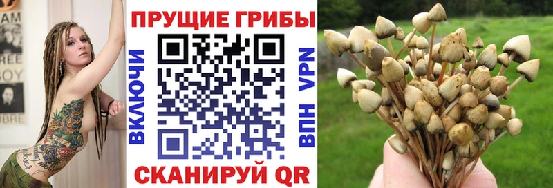 Галлюциногенные грибы Magic Shrooms  Купить  Жуков 